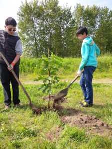 planting